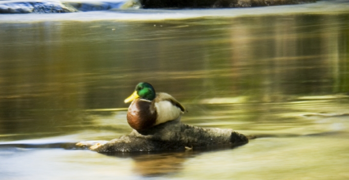 duck at Boulder Creek