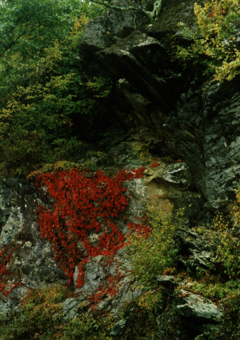 Shenandoah
Foliage