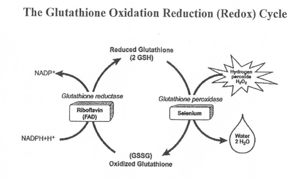 Glutathione Oxidation Reduction Cycle